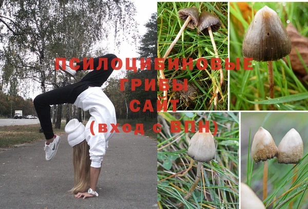 мяу мяу мука Вязьма